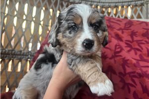 Adeline - Australian Mountain Dog for sale