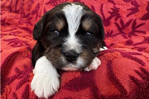 Autumn - puppy for sale