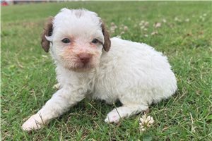 Alexis - puppy for sale