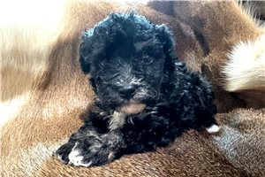 Asher - Toy Poodle for sale