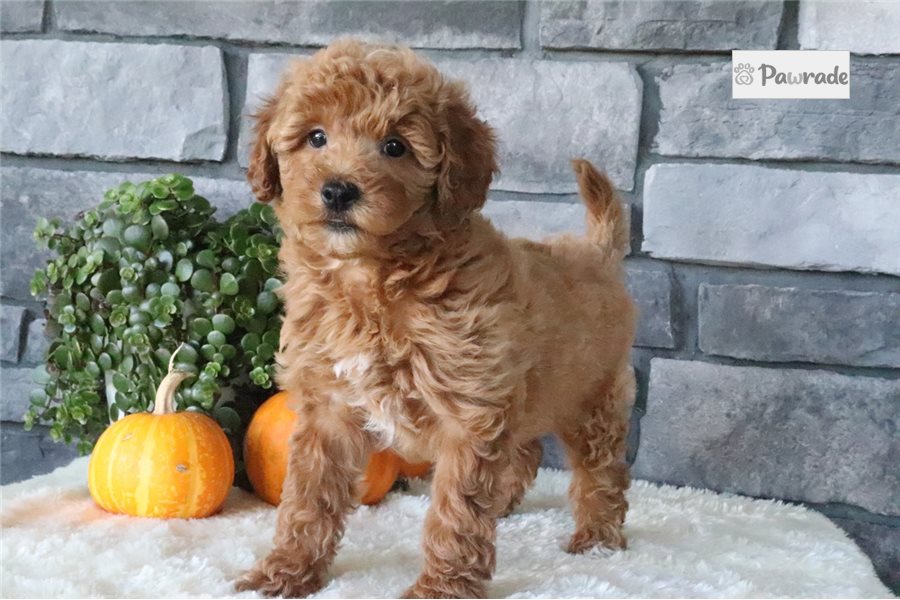 Evan - Mini Goldendoodle for sale