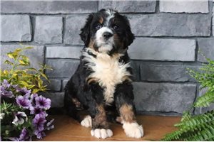 Cora - puppy for sale