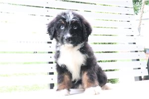 Cupcake - Bernedoodle for sale