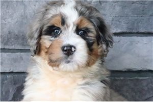 Cameron - Bernedoodle for sale