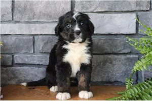 Cupcake - puppy for sale