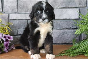 Chance - puppy for sale