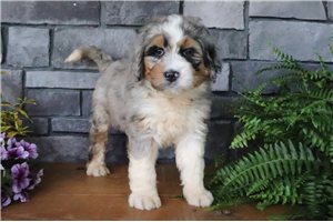 Camden - Bernedoodle for sale