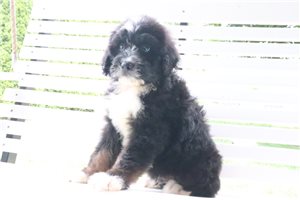 Chance - Bernedoodle for sale