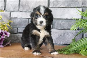 Coley - Bernedoodle for sale