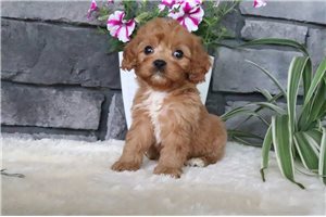 Milly - puppy for sale