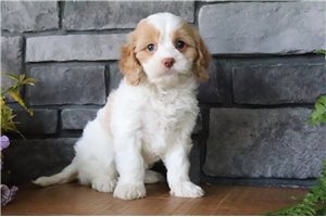 Pepper - puppy for sale