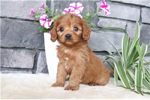 Matthew - puppy for sale
