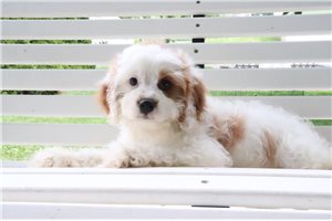 Coop - Cavapoo for sale