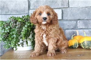 Forrest - Cavapoo for sale