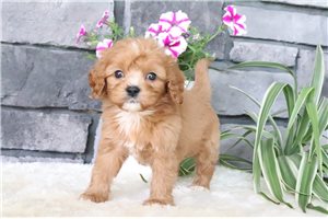 Mitch - puppy for sale