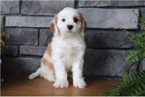 Coop - Cavapoo for sale