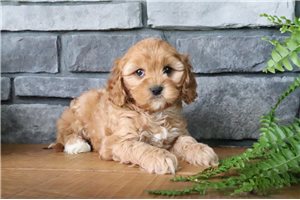 Peppa - puppy for sale