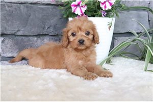 Bayley - Cavapoo for sale