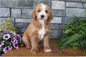 Tom - Goldendoodle for sale