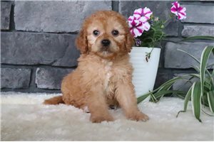 Bella - Goldendoodle for sale