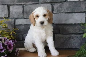 Tanya - Goldendoodle for sale