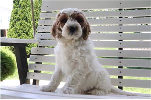 Tank - Goldendoodle for sale