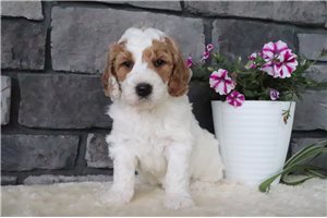 Tank - puppy for sale
