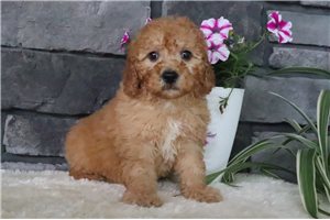 Butter - puppy for sale