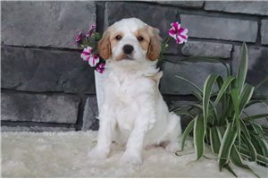 Tator - puppy for sale