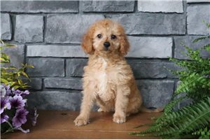 Bella - Goldendoodle for sale