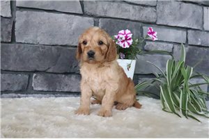 Tiffie - puppy for sale