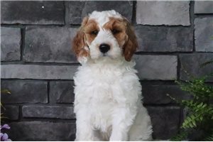 Tank - Goldendoodle for sale