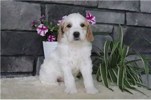 Tanya - Goldendoodle for sale