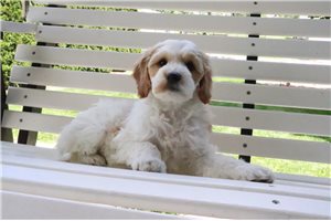 Tator - Goldendoodle for sale