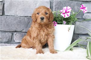 Taffy - puppy for sale