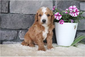 Tom - puppy for sale