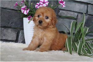 Beans - puppy for sale