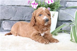 Tasha - puppy for sale