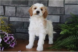 Tator - Goldendoodle for sale