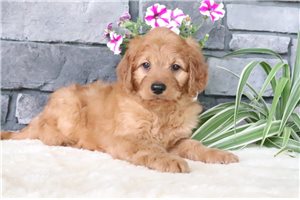 Nash - Goldendoodle, Mini for sale