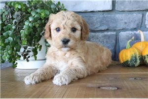 Elliott - puppy for sale