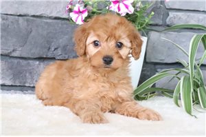 Netty - puppy for sale