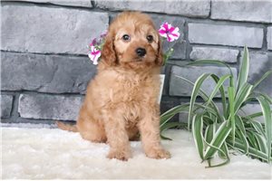 Neata - puppy for sale