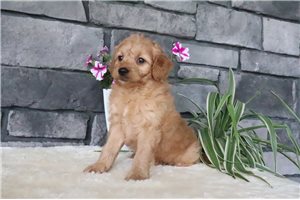 Nashville - Goldendoodle, Mini for sale