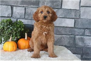 Elenora - Mini Goldendoodle for sale