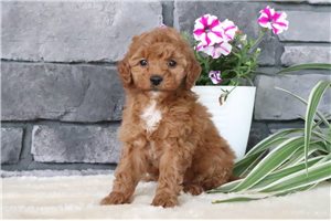 Nelly - puppy for sale