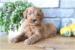 Ericson - puppy for sale