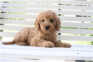 Noreen - Goldendoodle, Mini for sale
