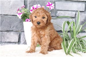 Nixon - Goldendoodle, Mini for sale