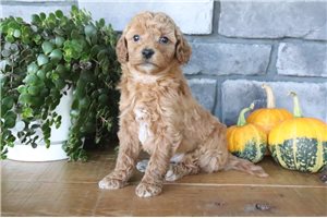 Evan - puppy for sale